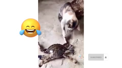 Fun̈y cat