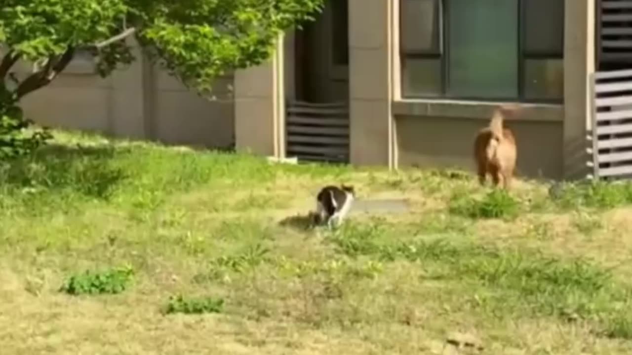 A Collection of Hilarious and Random Videos of All the Furry Creatures on Earth!