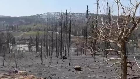 🇮🇱🔺Aftermath of the fires, in the Jerusalem Hills || CBN - Jerusalem Dateline