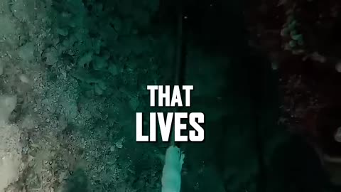 Dr Abraham J. Twerski - A Life LEsson From a Lobster