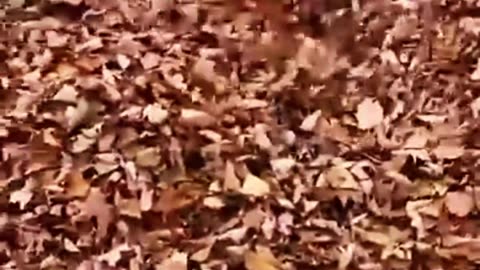Funny animals