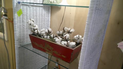 Big Basket of Cotton