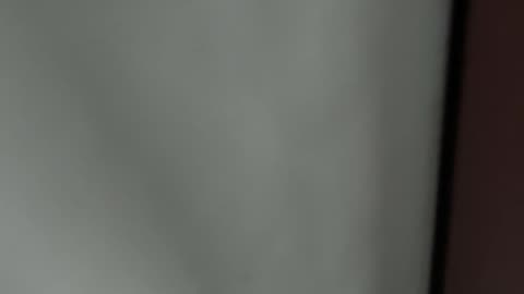 Stray Cat Daily Life on the Street