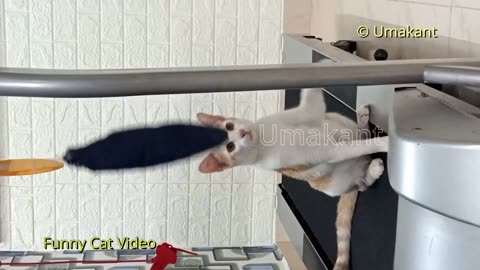 Funny Cats 95-Cats Playing Hit And Hang