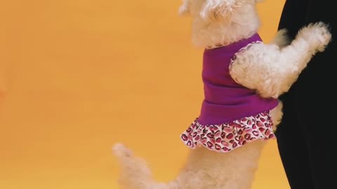 Cutest Puppy Ever Caught Jumping with Joy! 🐶💖 #Shorts"