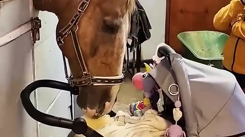 A horse embraces a pregnant woman daily #shorts #trending #viral