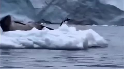 Penguin vs Seal 🐧 | Funny Animal Shorts | Penguin Runs for Life!