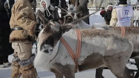 Carrera de trineos con renos en el Lejano Oriente de Rusia