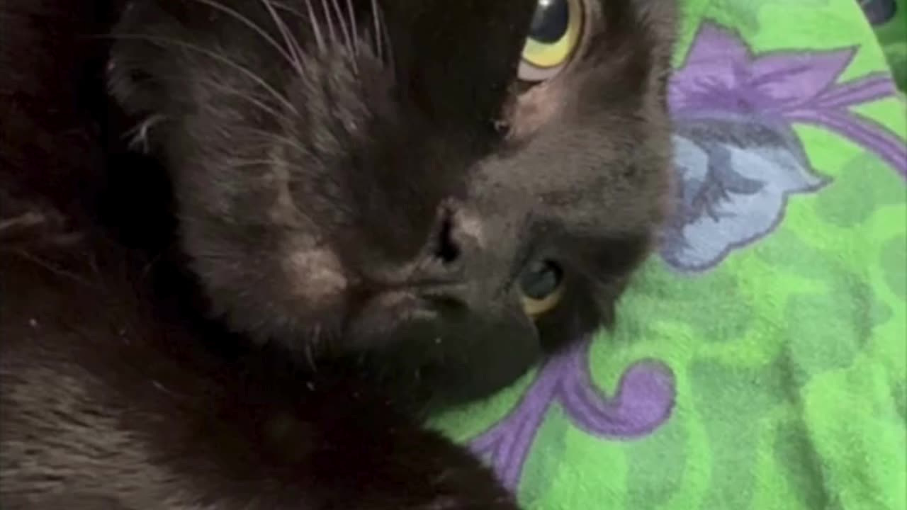 Cute Precious Piper is Ready for a Nap - My Adopted Shelter Cat Vlog #shorts