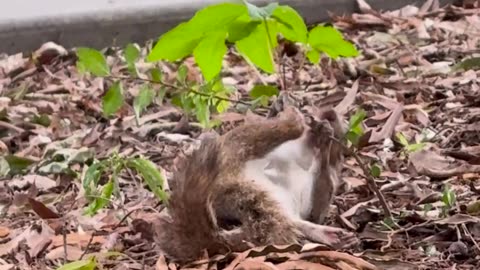 🤔🐶 What Makes Him So Silly? | FunFM