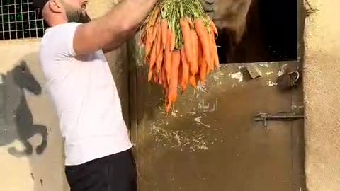سنبل اخر الفيديو