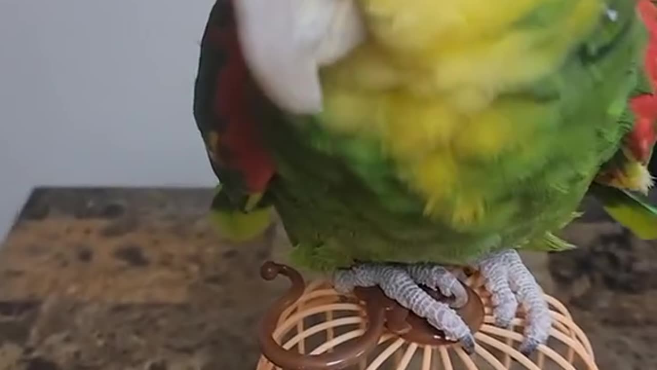 Parrot says OMG 😂😂