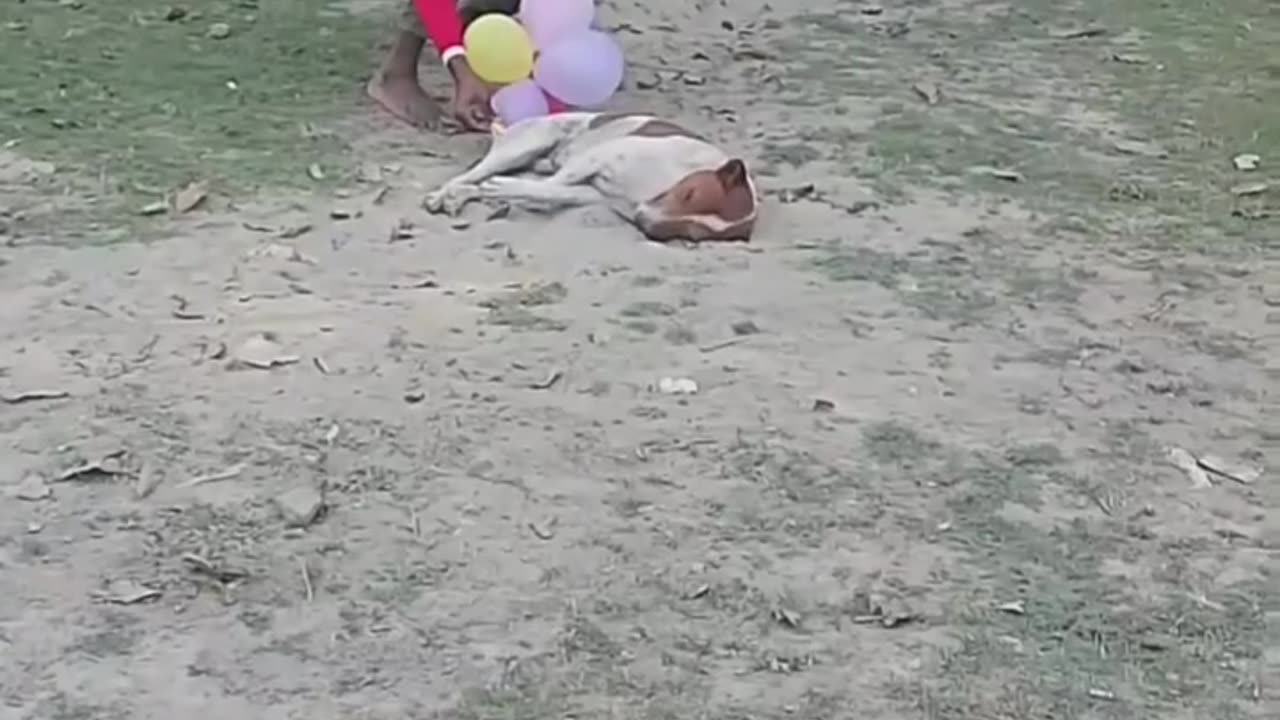 Funny 🤣 video of 🐕 dog