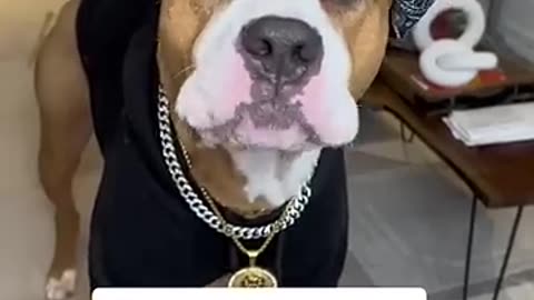 Viral: My Dog Speaks Perfect English #viral #short28 #shortvideo #shortsfeed