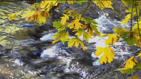 Forest River Meditation Music | Peaceful Nature Sounds for Relaxation & Healing