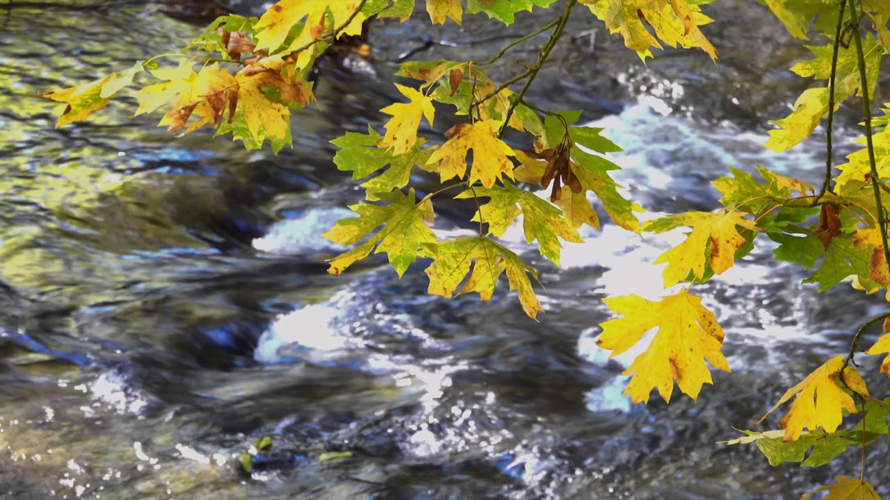 Forest River Meditation Music | Peaceful Nature Sounds for Relaxation & Healing