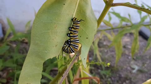 Monarch Butterfly Caterpillar