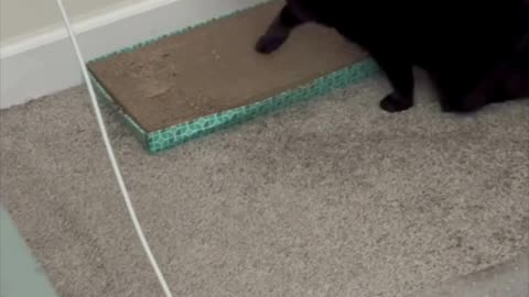 Cute Precious Piper Starts Her Work Morning - My Adopted Shelter Cat Vlog #shorts