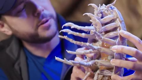 Details about Deep sea creatures