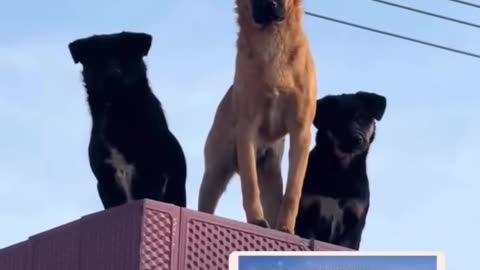 Animal
