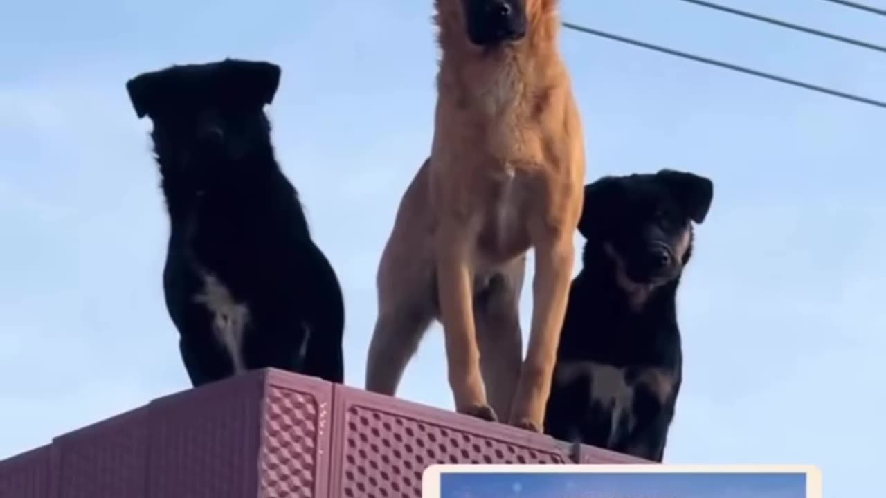 Animal