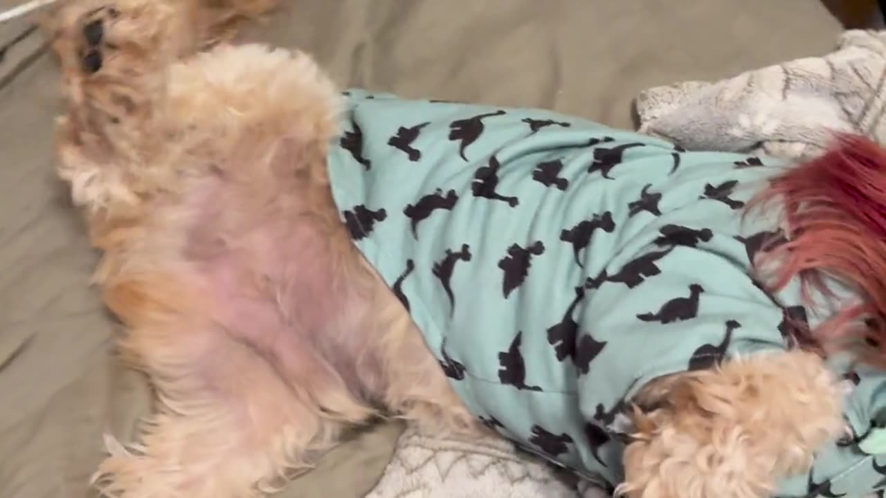 😂🐶 Dog Trick That'll Make You Laugh! | FunFM