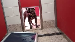 Anakin 3y A873630 kennel 27 pod 1 PACC shelter slider-doors open can back away if he wants2025910176