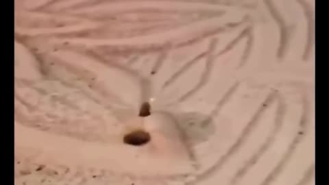 A fly caught in a hydraulic singularity