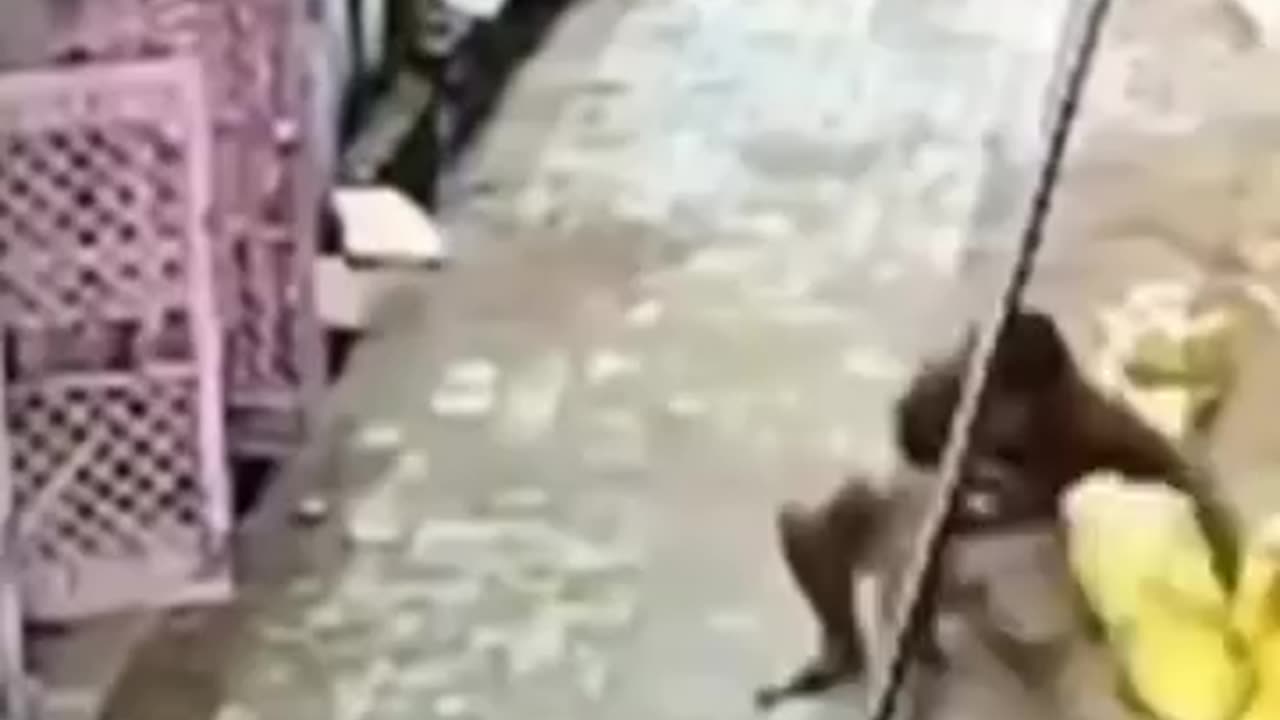 Latest viral video of the day