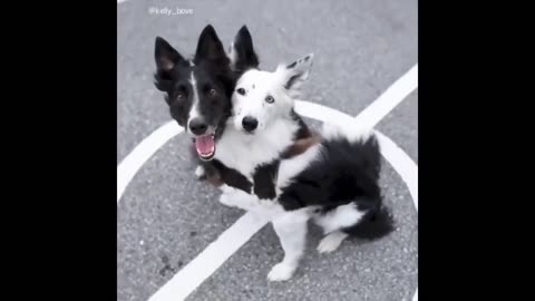 Funny animals - Funny cats / dogs - Funny animal videos / Best videos