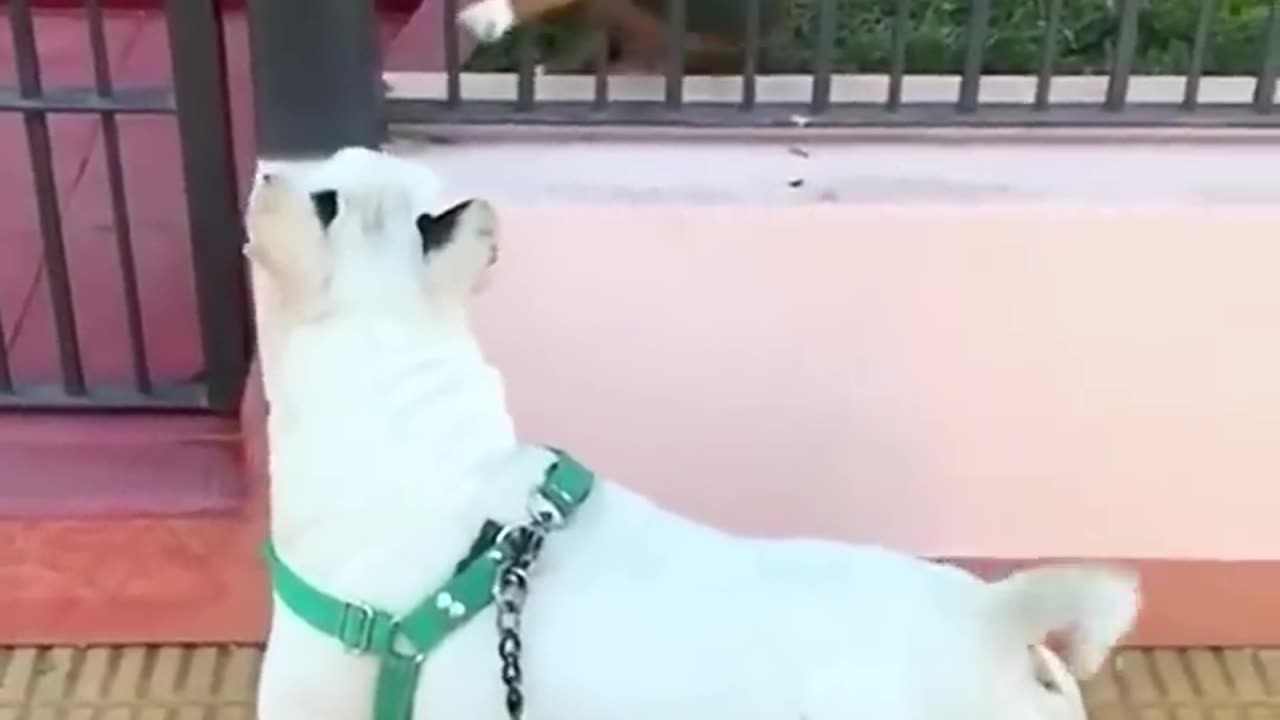#Unlucky 🐈⬛