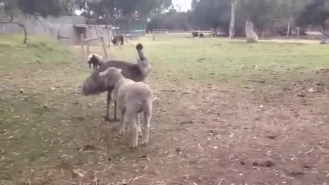Emu Vs Sheep