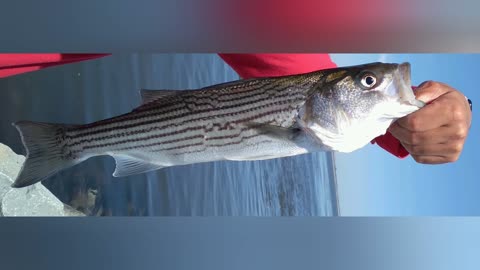 Catching Late Spring Striped Bass On Artificial