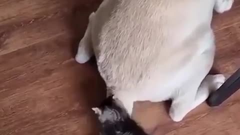 DOG & CAT