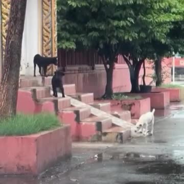 Dogs having fun.. 😊