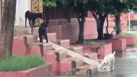 Dogs having fun.. 😊