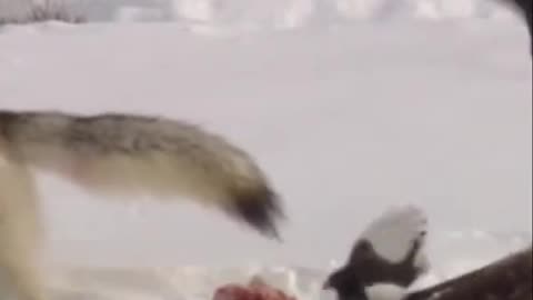 Wolves Hunt, Play, and Thrive in Snowy Field_ Watch Now!
