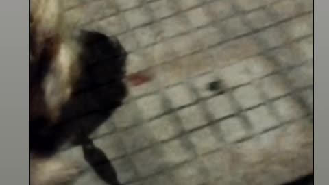 Mis perros ven manchas de sangre durante el paseo