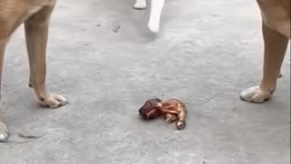 This is really amazing