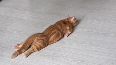 😹Funny Cat Video😹