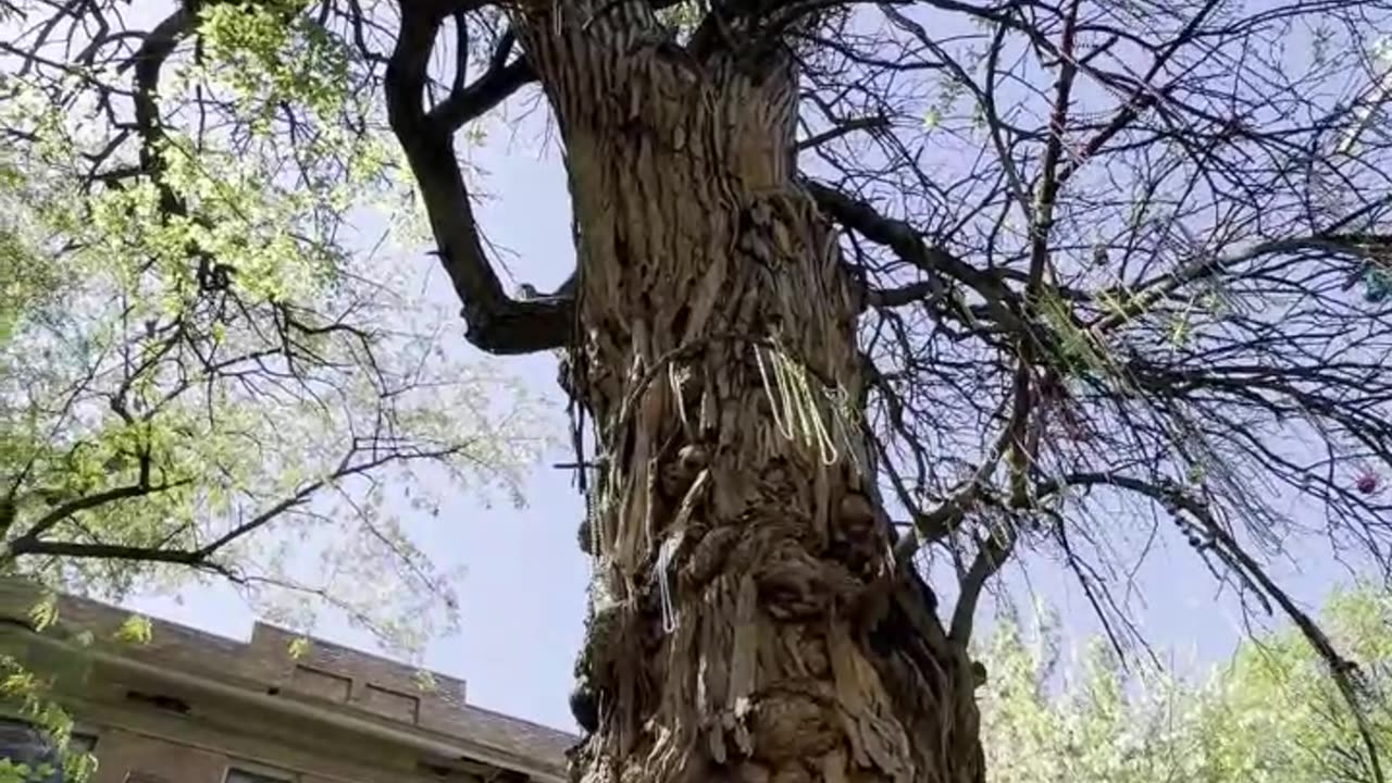 Donovan - Season of the Witch