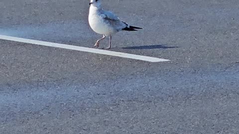 seagull in southwest va