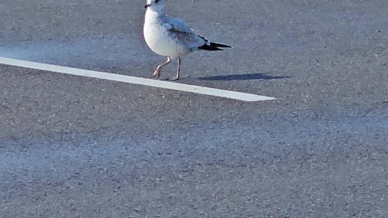 seagull in southwest va
