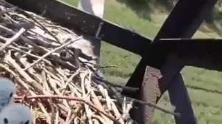 🦅⚔️ Ukraine Russia War | Inside Ukrainian Secret Unit 'Winged Paws' at Pokrovsk | RCF