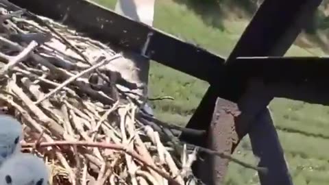 🦅⚔️ Ukraine Russia War | Inside Ukrainian Secret Unit 'Winged Paws' at Pokrovsk | RCF