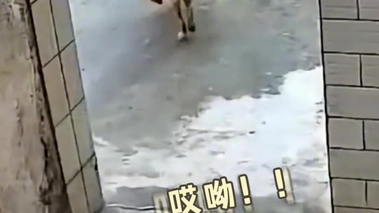 Hilarious Canine Antics: Puppy Freaks Out Over 'Great-Grandma' Sighting!