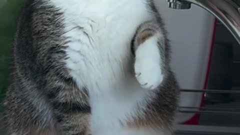 Its cutie cat job to make sure that the vegie is fresh before it cooked