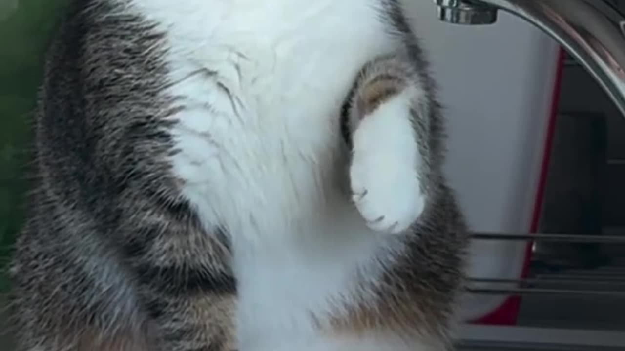 Its cutie cat job to make sure that the vegie is fresh before it cooked