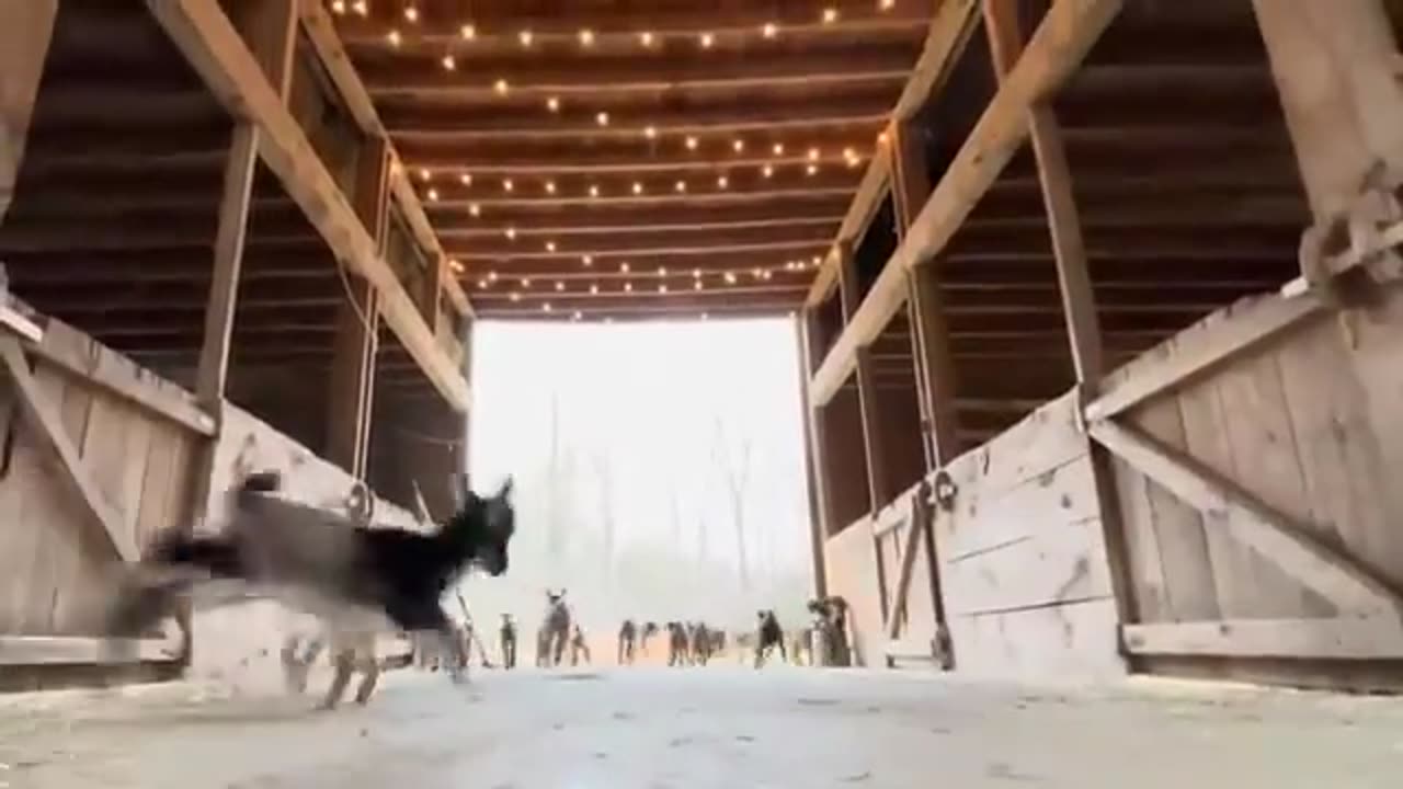 Baby Goats Dance