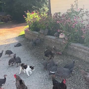 Coneflower snacking between meals